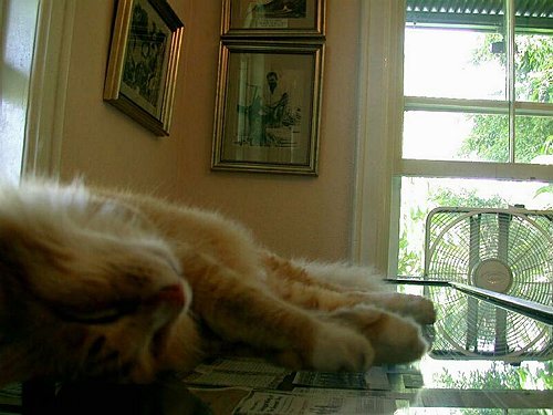 The Hemingway Cat
